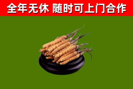 黔西南回收冬虫夏草