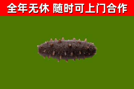 黔西南回收海参干
